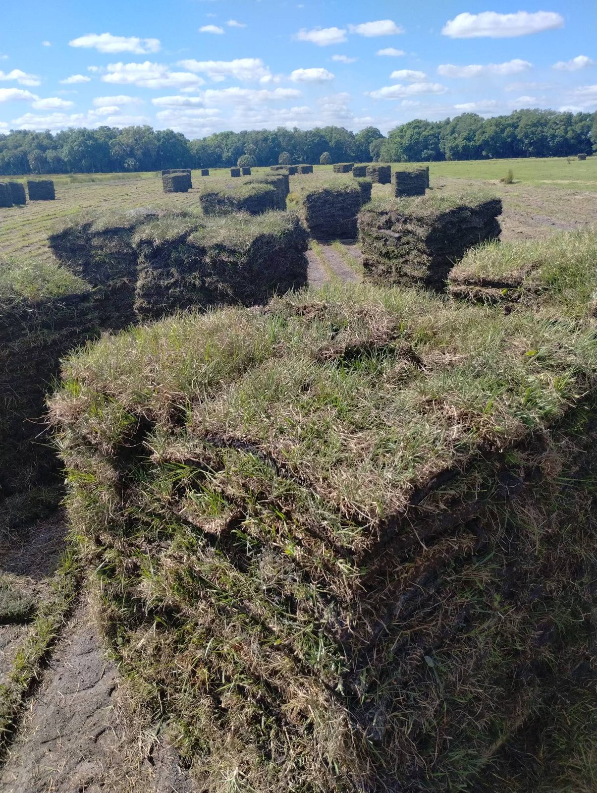Fresh cut Florida sod, stacked at the farm