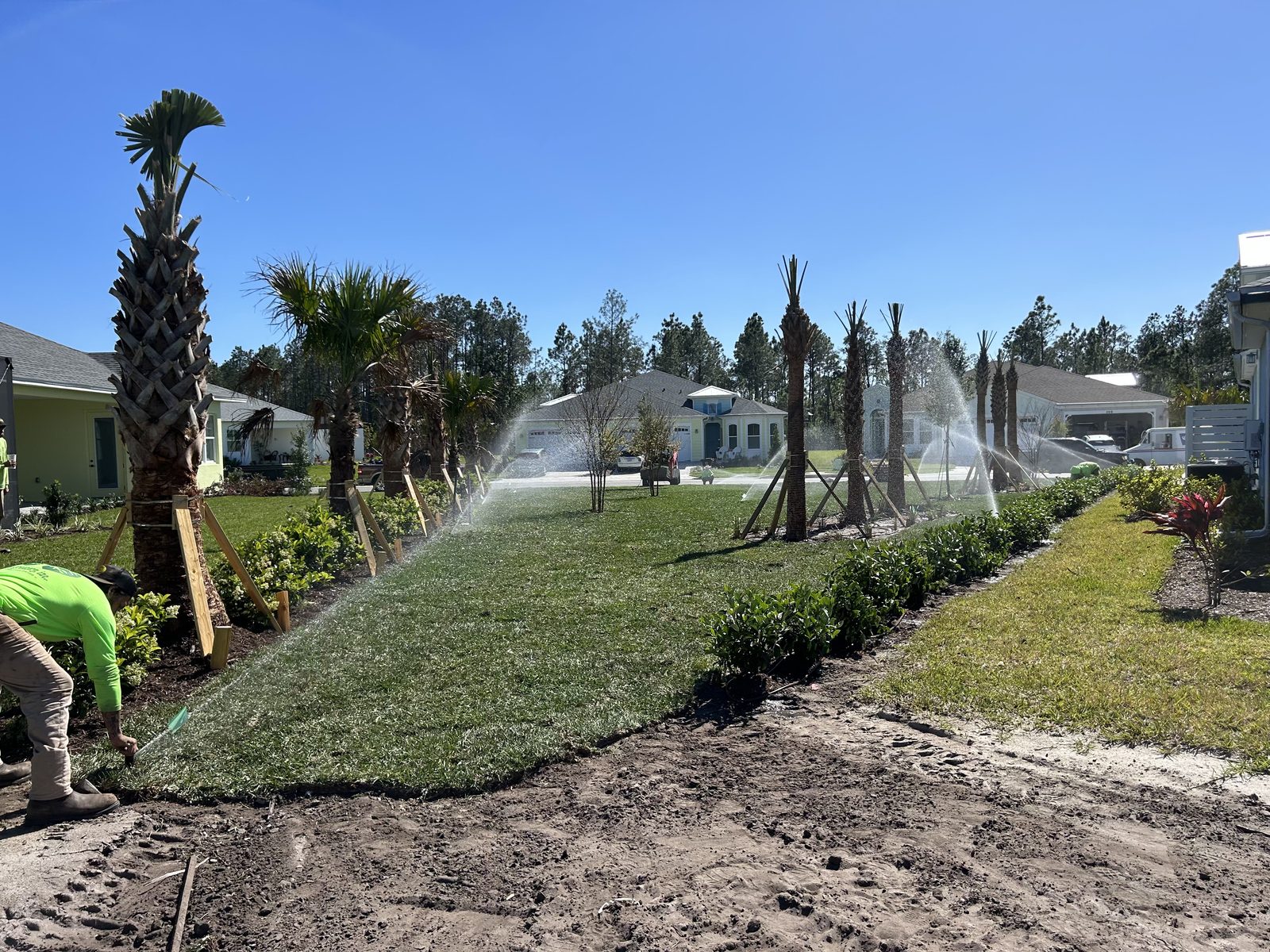 Newly installed sod with irrigation running